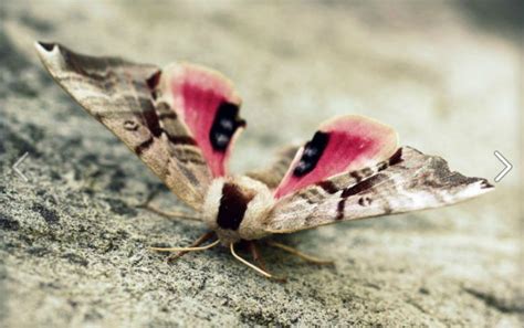 gosh you're so pretty hermit moth